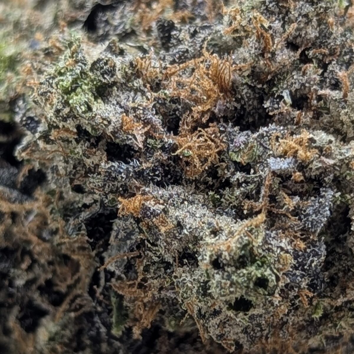 purple tonic