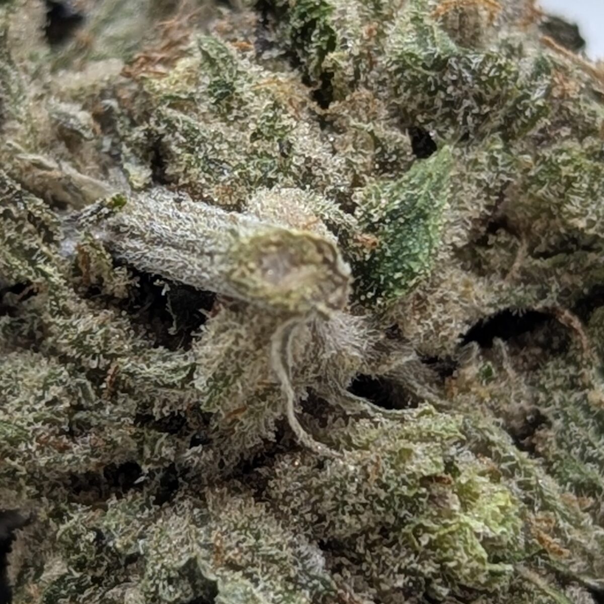purple tonic