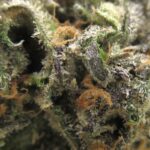 blue cheese