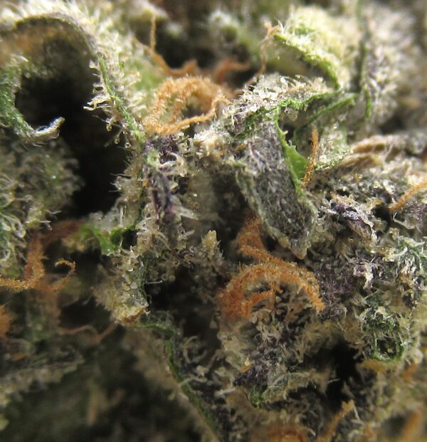 blue cheese