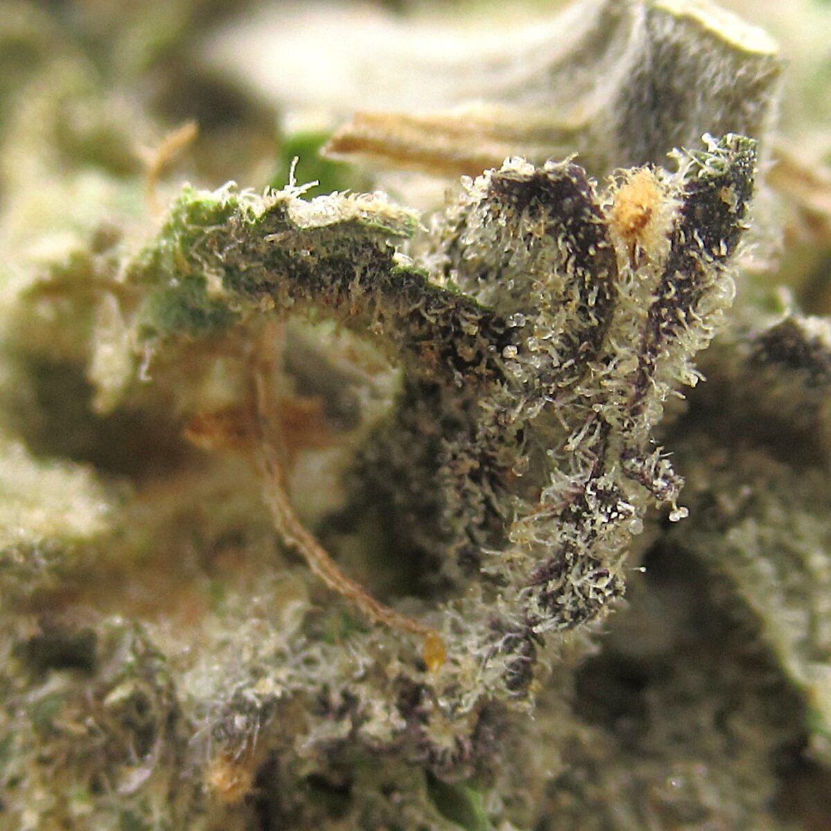 blue cheese