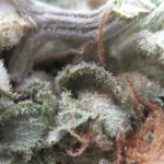 og kush