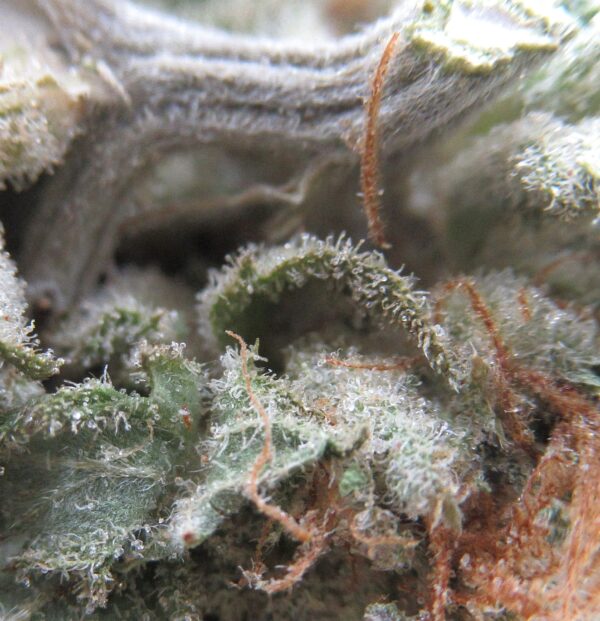 og kush