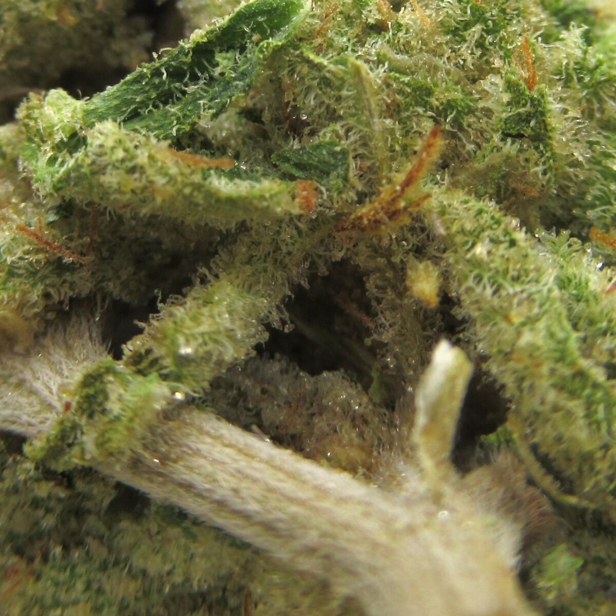 rockstar kush