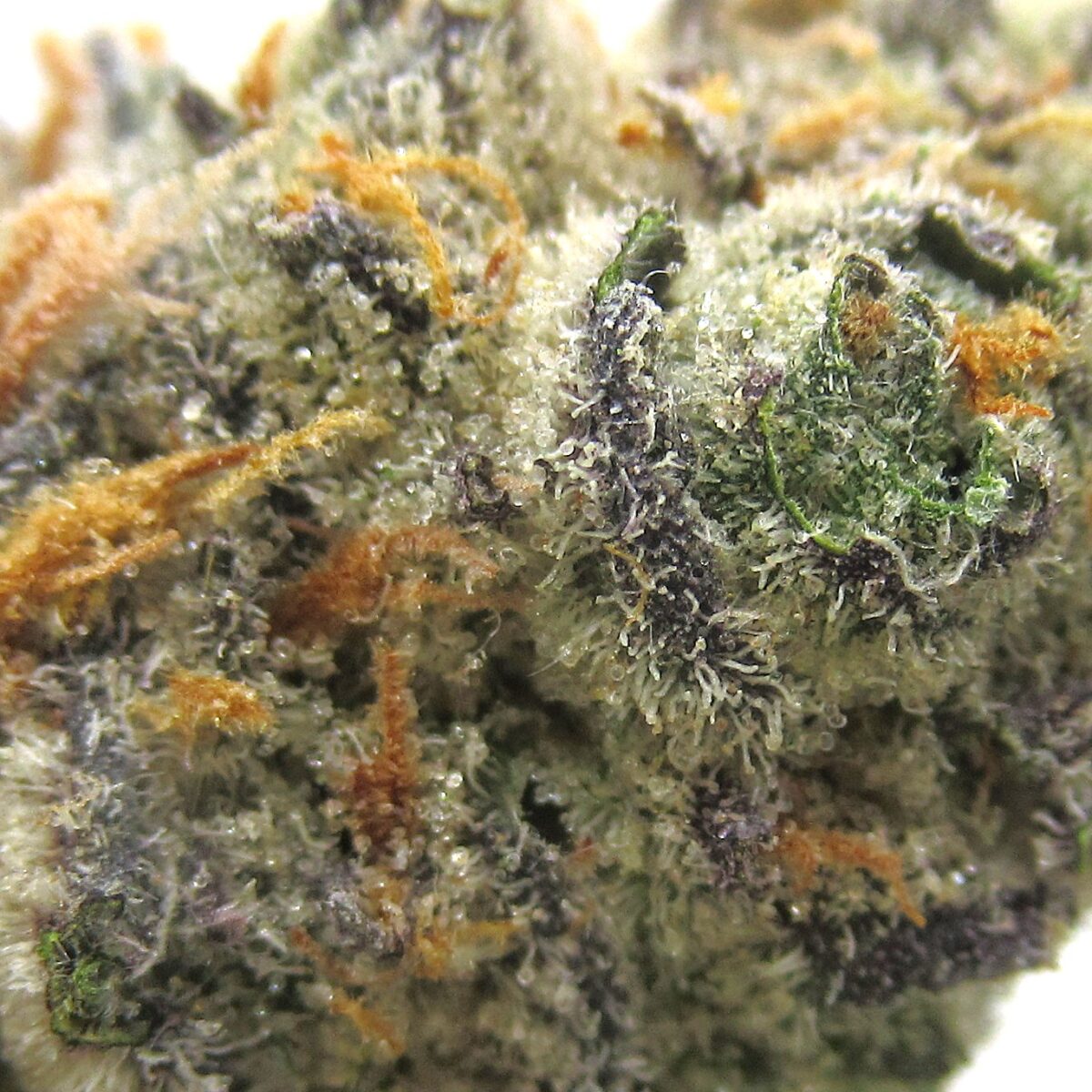 sunset sherbet
