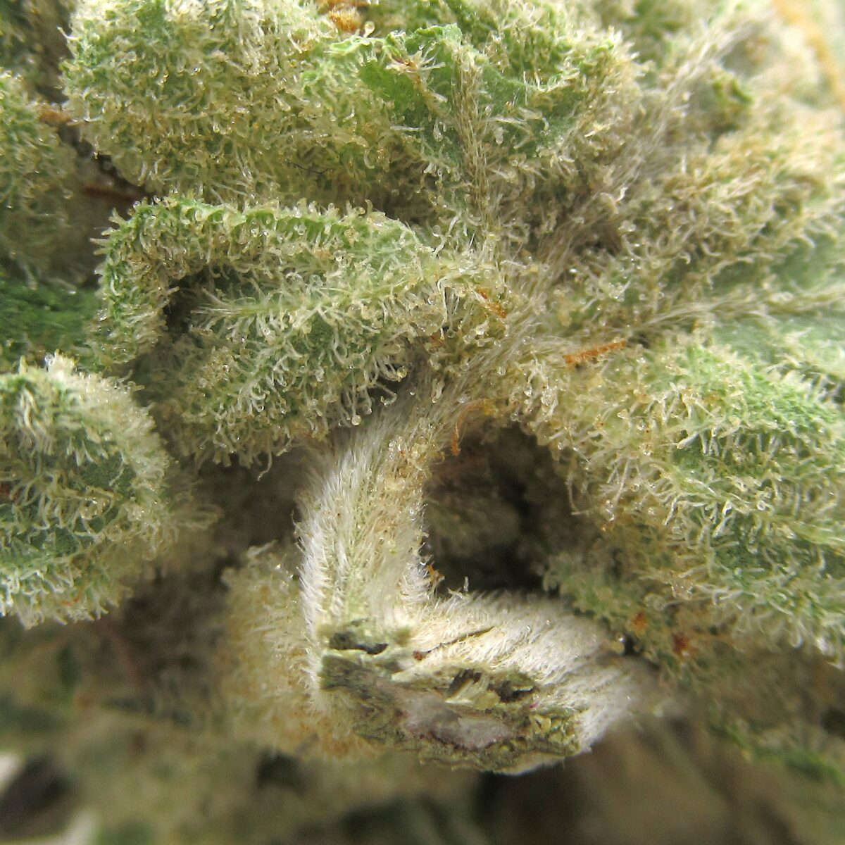 sunset sherbet