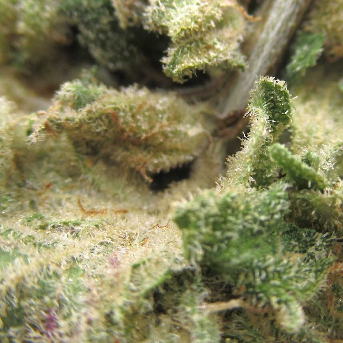 og kush