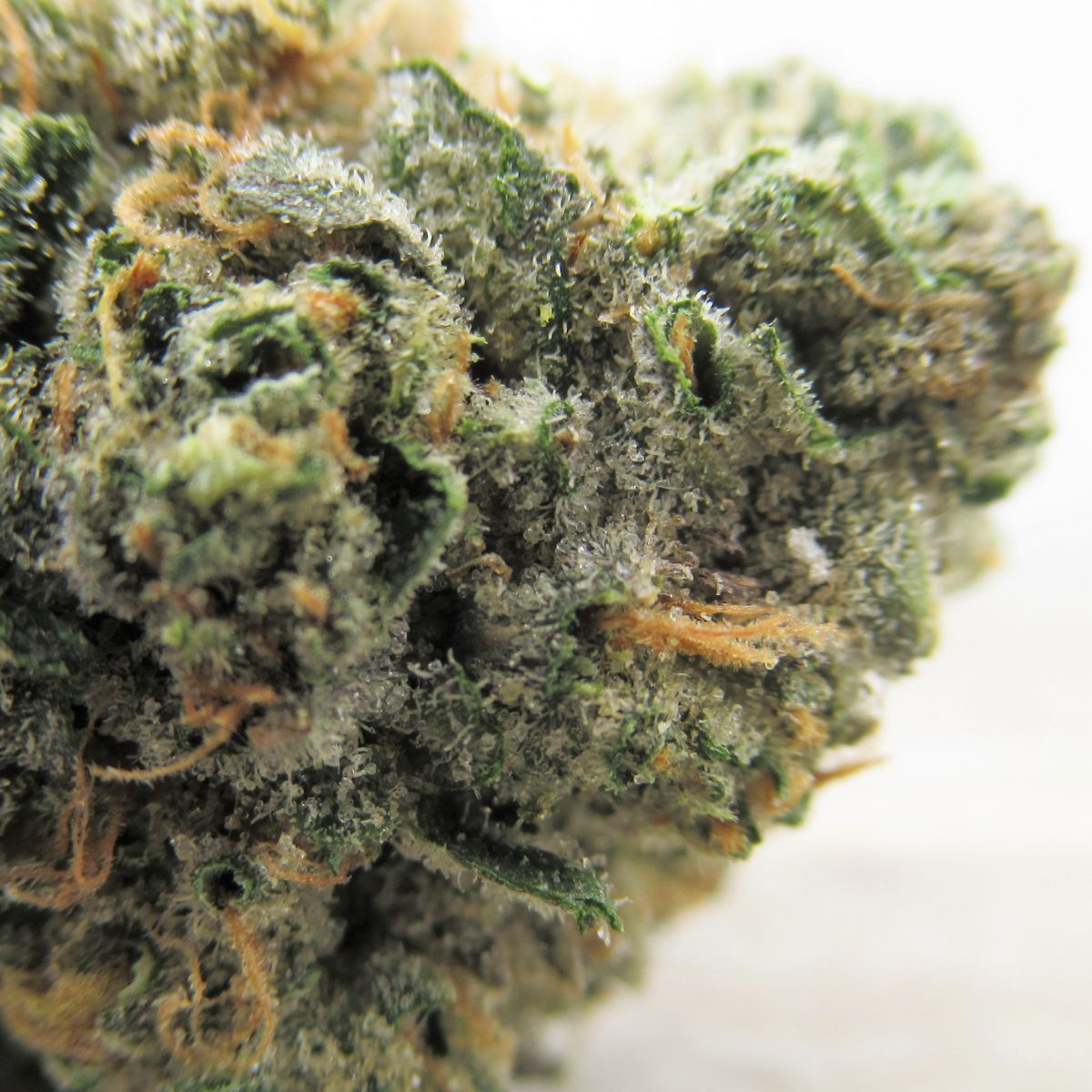 Blue God Strain