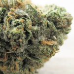 Blue God Strain