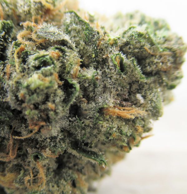 Blue God Strain