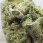 Blue God Strain