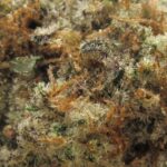 girl scout cookies