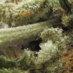 girl scout cookies