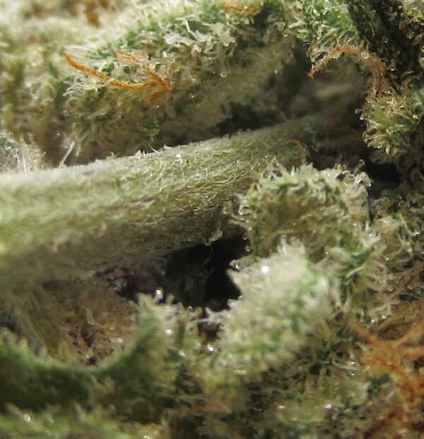 girl scout cookies