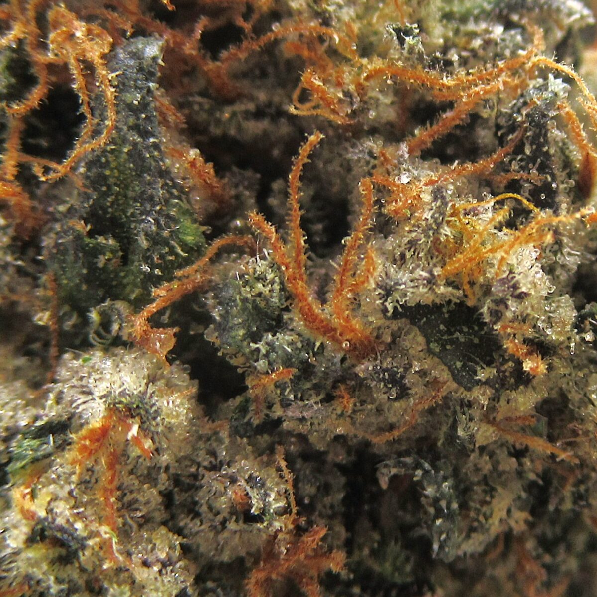 incredible hulk