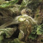 incredible hulk