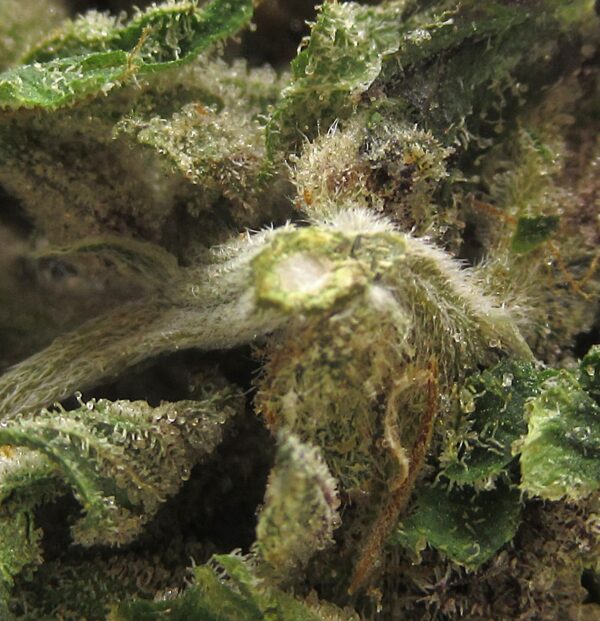 incredible hulk