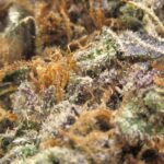 God's Green Crack