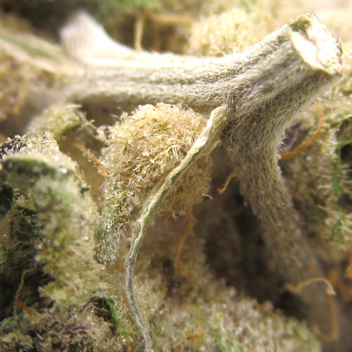 God's Green Crack