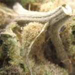 God's Green Crack