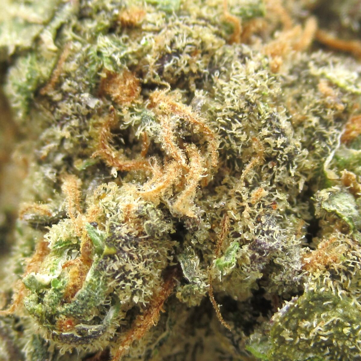 west coast diesel