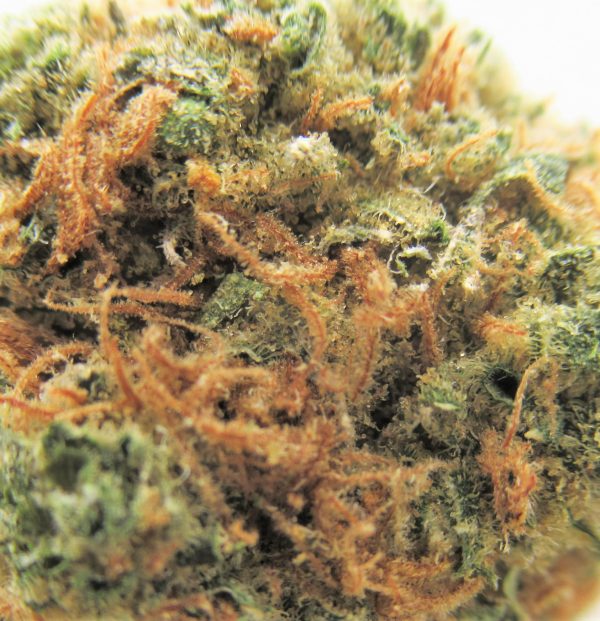 Peyote Cookies