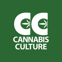 cannabis culture
