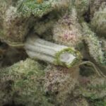 grape force 1