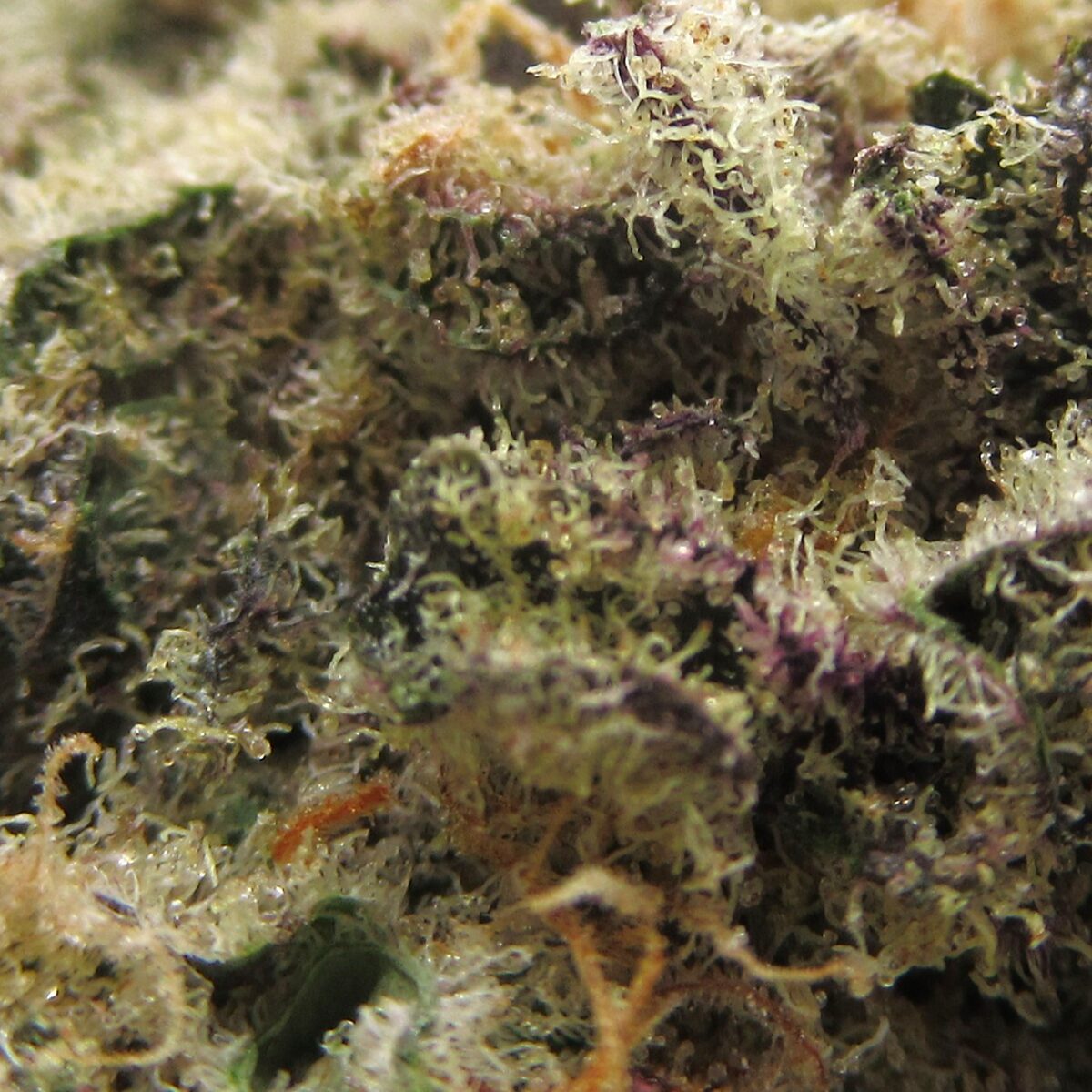 juicy fruit