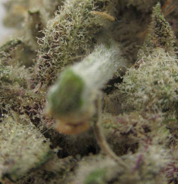 juicy fruit