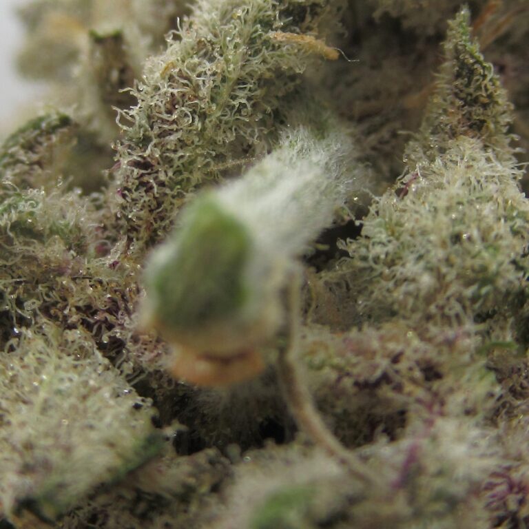 juicy fruit