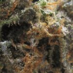 blue dream