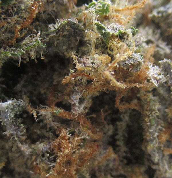 blue dream