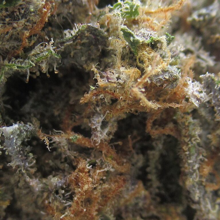 blue dream