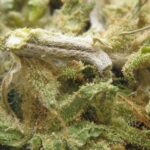 blue dream