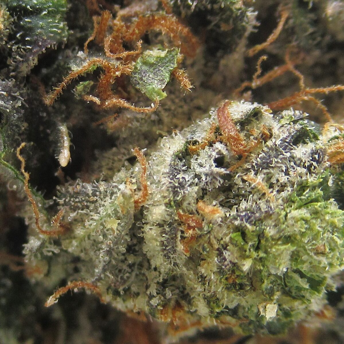trainwreck