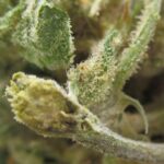 trainwreck
