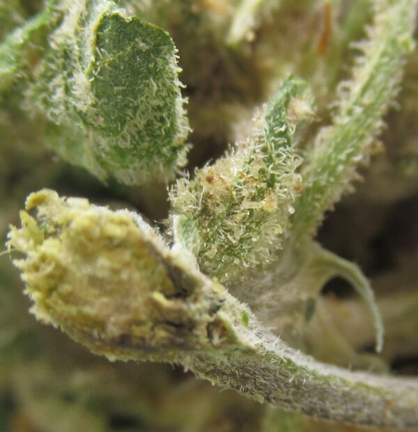 trainwreck