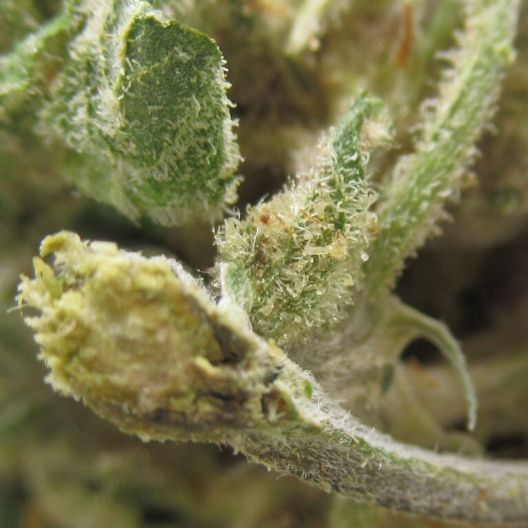 trainwreck