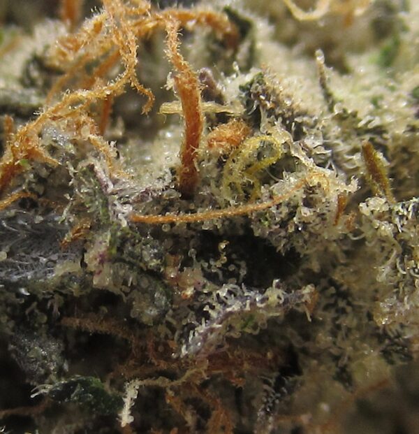 king kong