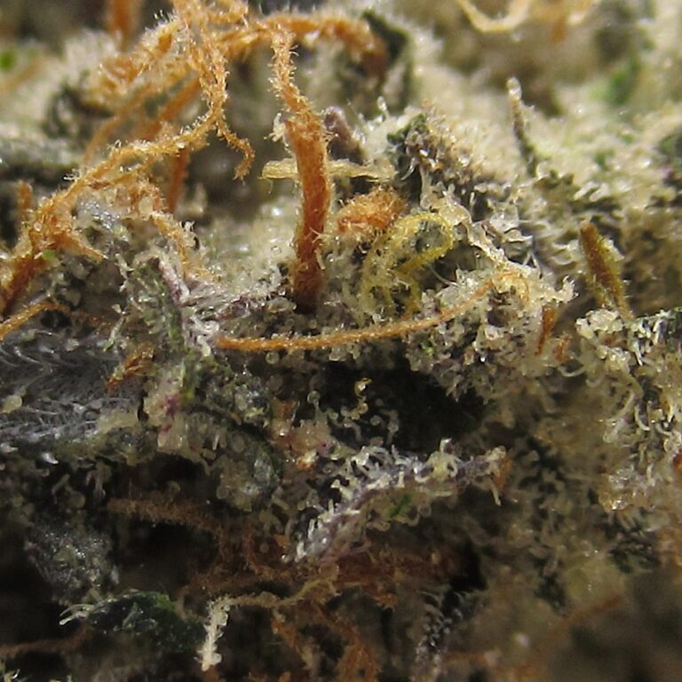 king kong