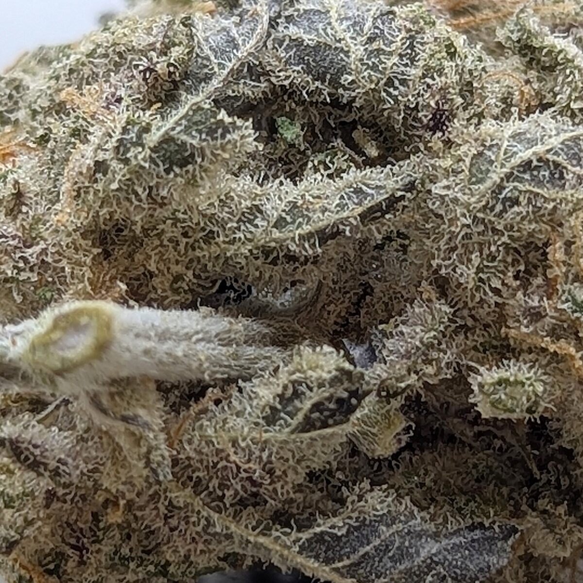 banana split