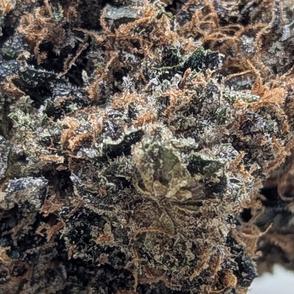 mendocito purp
