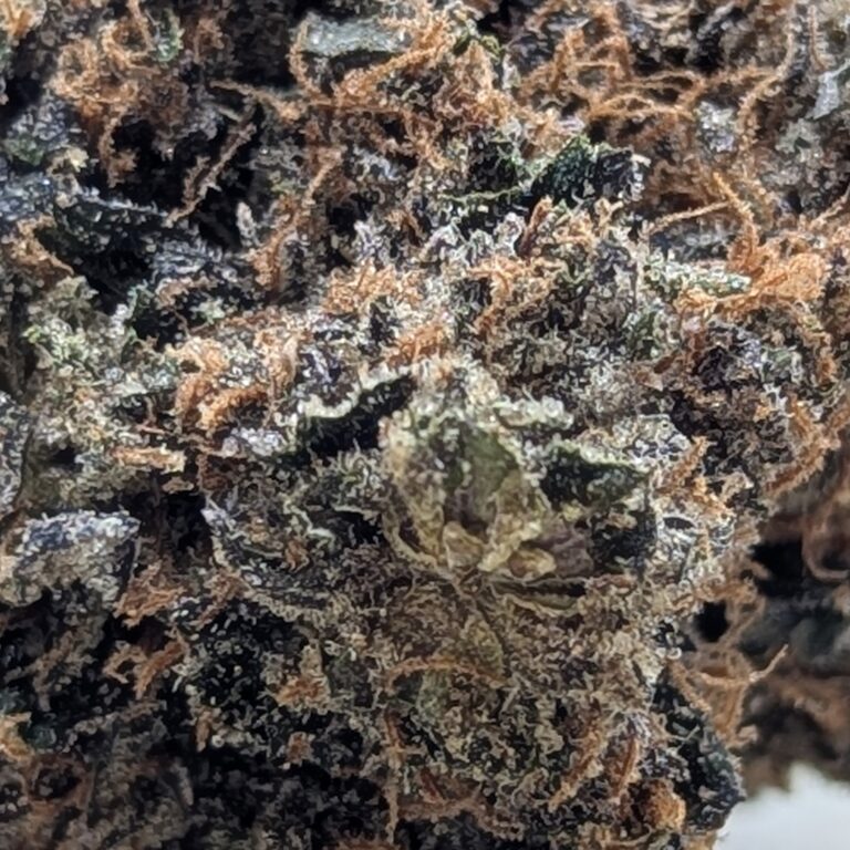 mendocito purp