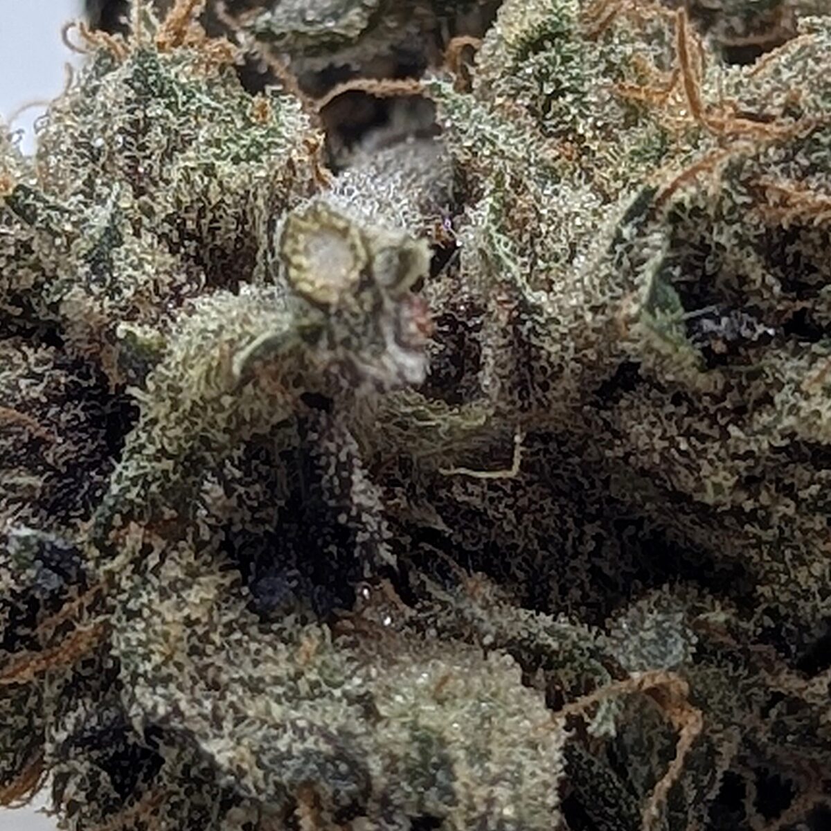 mendocito purp