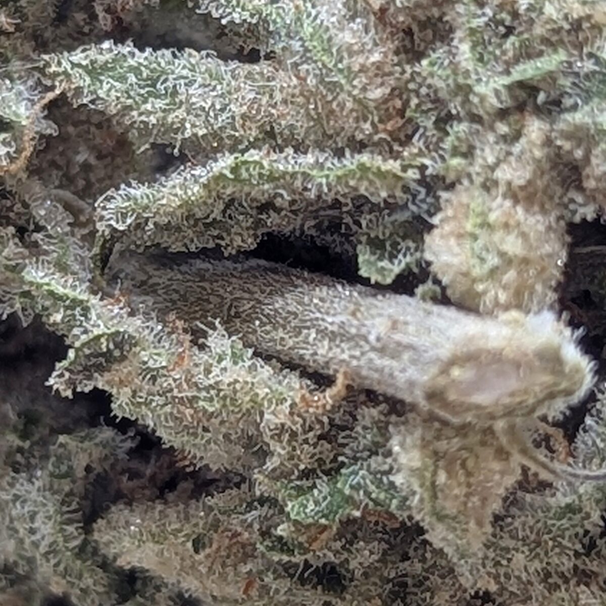 morrocan peach