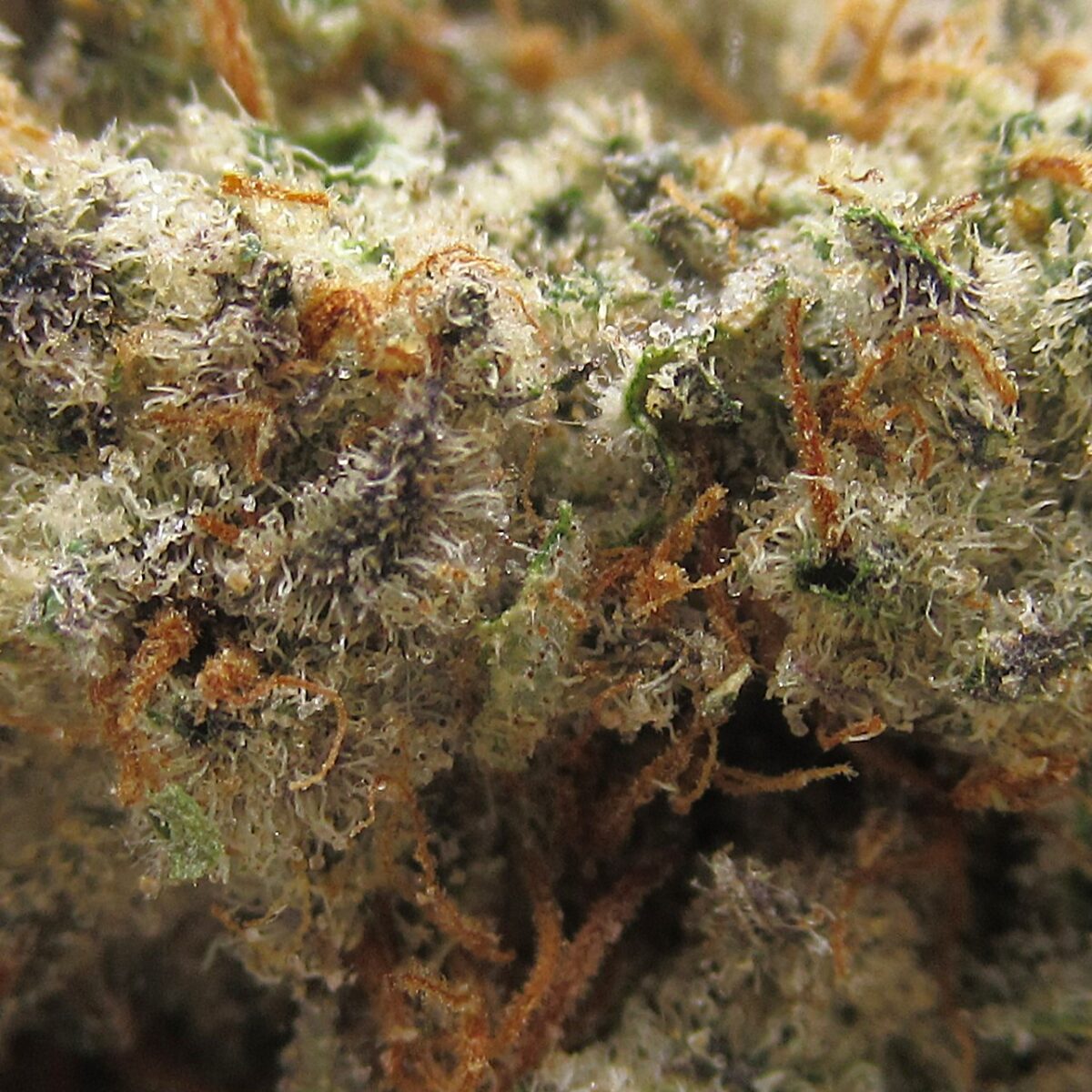 girl scout cookies