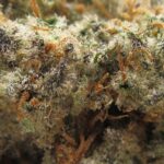 girl scout cookies