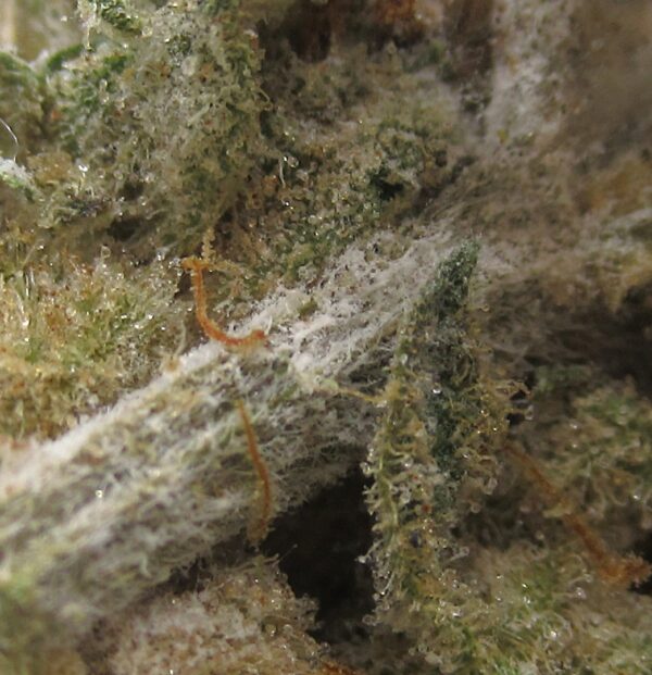 girl scout cookies