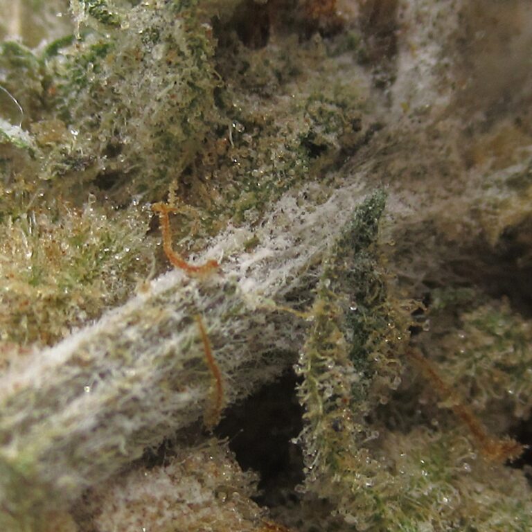 girl scout cookies